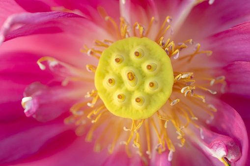 Lotus in macro