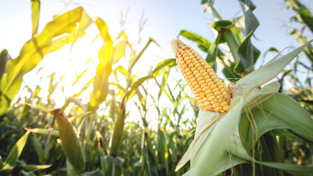 istock A selective focus picture of corn cob in organic corn field 1418448914