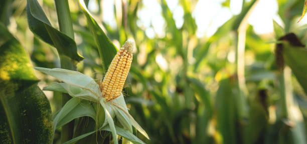 istock A selective focus picture of corn cob in organic corn field 1418449434