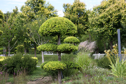 Tree in garden landscaping decoration art design
