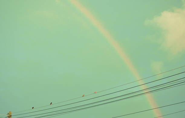 dove bird hanging on electric wire with rainbow after rain stock photo