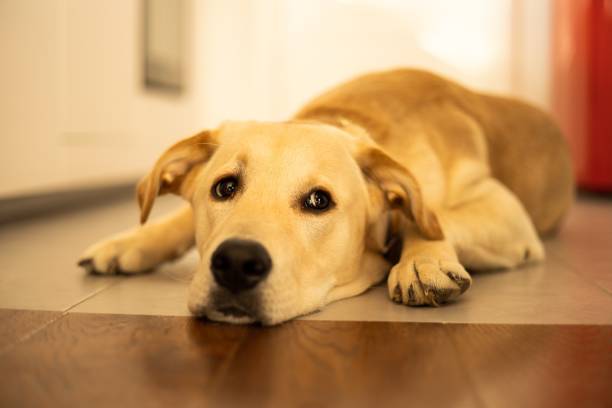 istock Cute golden retriever close up 1418453425