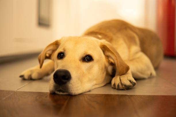 istock Cute golden retriever close up 1418453426
