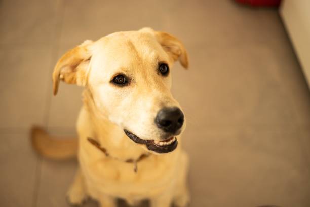 Golden retriever close up indoor photo on a direct sunlight stock