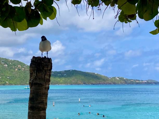 istock Virgin Islands- Saint Thomas- Magens bay 1418456086