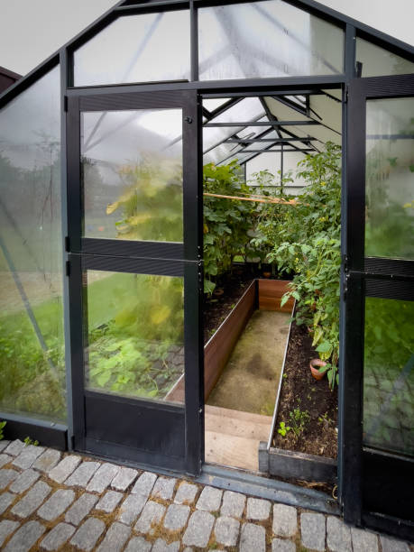 istock in a  large greenhouse thrive many vegetables 1418459930