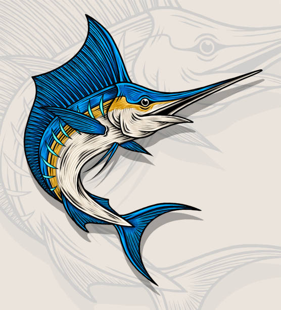 ilustraciones, imágenes clip art, dibujos animados e iconos de stock de ilustración vectorial de marlin fish - catch of fish illustrations