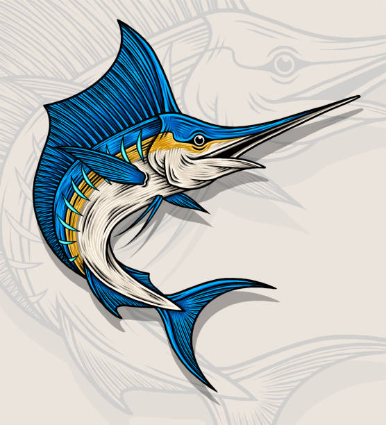 Marlin Fish Vector Illustration Marlin Fish Vector Illustration. Premium vector saltwater fish stock illustrations