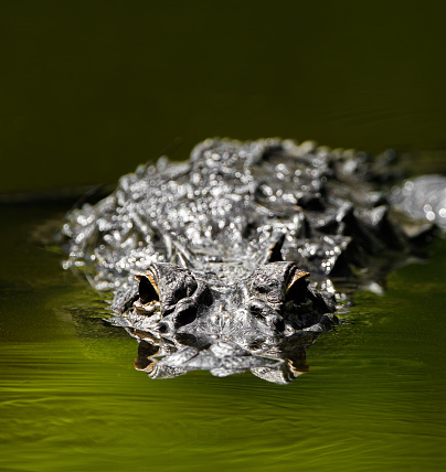 Wild American alligator - Alligator mississippiensis - submerged under green water except both eyes are above