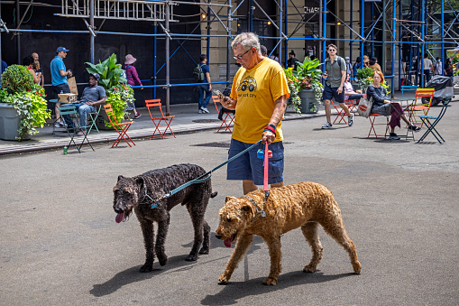Manhattan, New York, NY, USA - July 8th 2022:  Man in a yellow t-shirt checking his mobile phone while walking his two big dogs in the pedestrian zone on Broadway and 6th Avenue