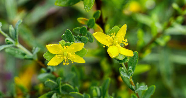 St. Andrew's cross - Hypericum hypericoides - a common St. John's-wort with flowers that have only four petals arranged in an X pattern stock photo