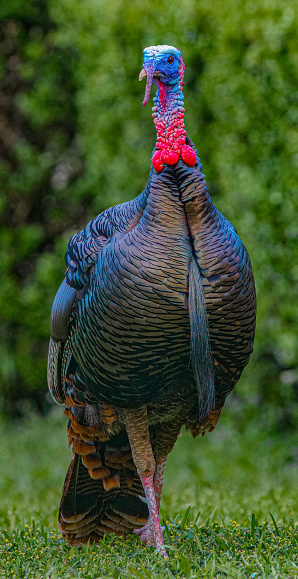 Wild male Tom turkey closeup portrait focusing on red white blue colors, iridescence long beard, waddle, snood and caruncle, sharp detail of feathers. Florida Osceola turkey - Meleagris gallopavo