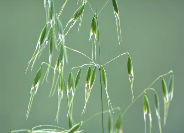 Wild oats grow in the field (Avena fatua, Avena ludoviciana) Wild oats like weeds growing in a field (Avena fatua, Avena ludoviciana) avena fatua stock pictures, royalty-free photos & images