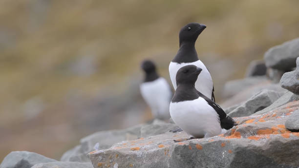 istock little auk or dovekie (Alle alle) 1418463896