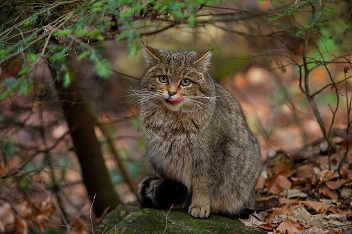 Surprised european wildcat, felis silvestris, turning back on meadow. Stripped predator looking to the camera from rear view. Brown hunter observing on dry field in autumn.