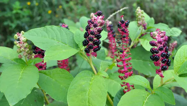 The ornamental plant Phytolacca acinosa grows in the garden
