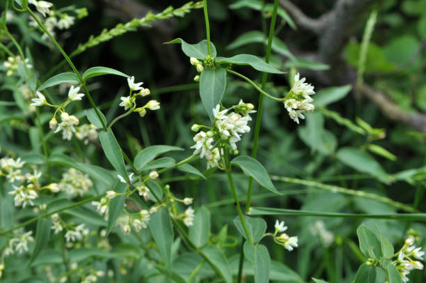 in primavera, vincetoxicum hirundinaria fiorisce nella foresta - antitoxin foto e immagini stock