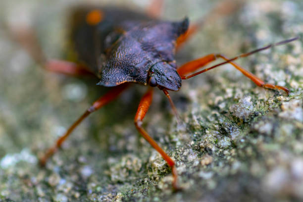 istock Macro image of isolated Brown marmorated stink bug. 1418464788