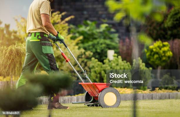 Gardener With Push Spreader Fertilizing Residential Grass Lawn Stock Photo - Download Image Now