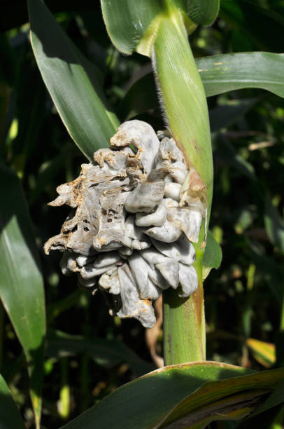 istock A corn plant affected by the fungus Ustilago zeae Unger 1418464898