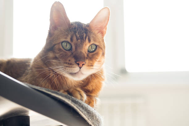 istock Cute purebred bengal cat resting on chair in daylight. 1418465154
