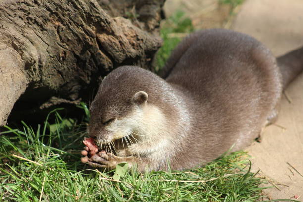Asian small-clawed otter stock photo