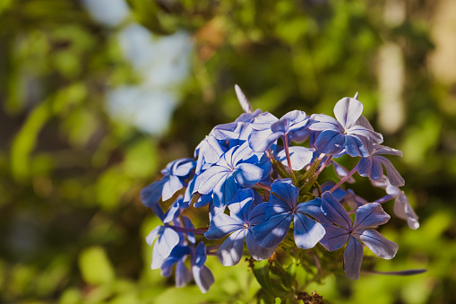 Les Arcs, France - July 19, 2022. Macro view of colorful Provence flowers with bees and bumblebees