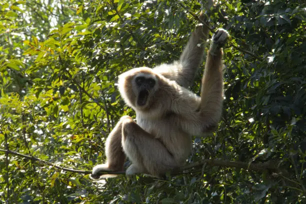 Lar Gibbon (Hylobates lar) a single Lar gibbon calling and hanging from a tree
