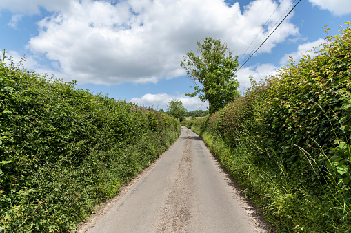 A country road leading between a lush high hedge on a sunny day, Hertfordshire, UK.