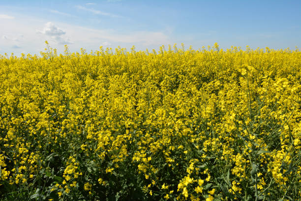 istock In spring, winter rape blooms in the field 1418468527