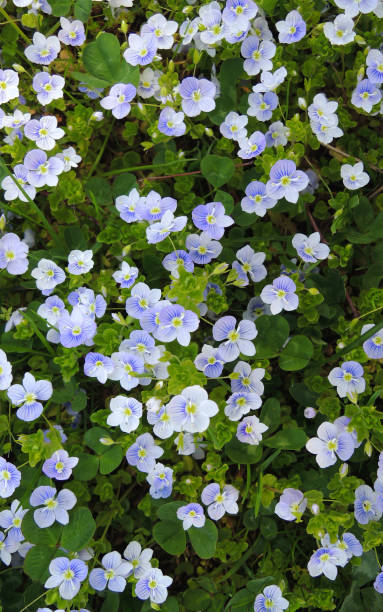 istock Small decorative flowers between young green grass for vertical story 1418468529