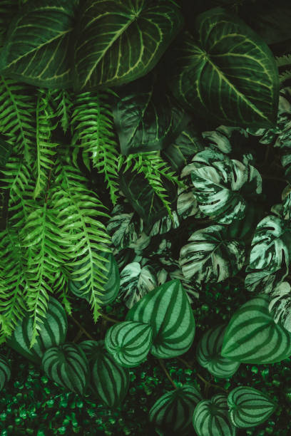 istock tropical leaves, abstract green leaf texture in garden, nature background 1418470210
