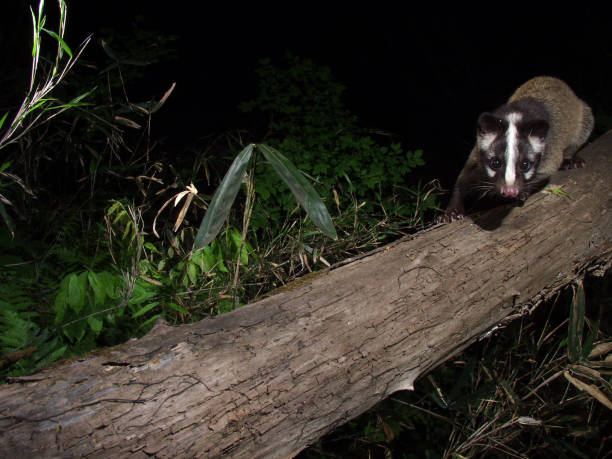 Masked palm civet on the tree