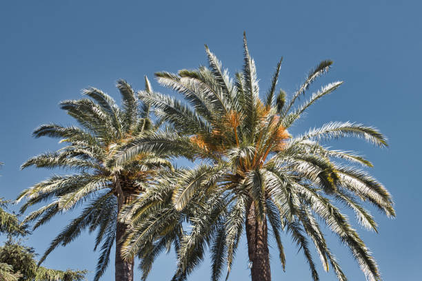 istock giant palm trees in Andalusia 1418473017
