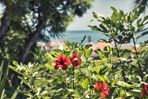 Fuengirola, Spain - August 19, 2022. Typical landscape of Andalusia, with its white villages in southern Spain. Palm trees and acacias and red hibiscus are visible in the foreground. The Mediterranean Sea is visible in the background.
