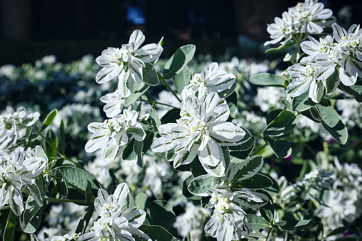 Granada, Spain - August 21, 2022. Close up view of beautiful small white Andalusian flowers.