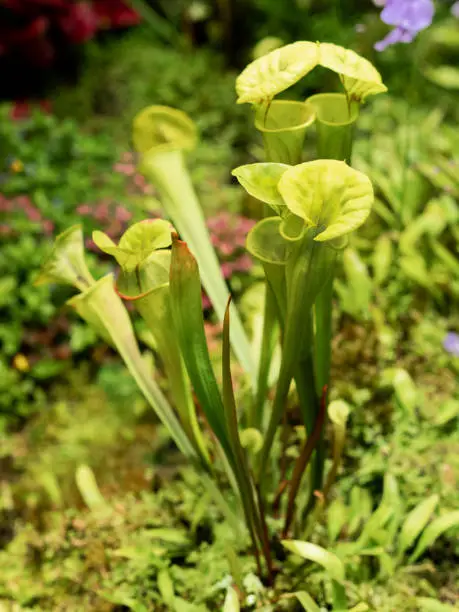 Sarracenia oreophila, also known as green pitcherplant. Close up photo of carnivorous plant.