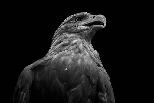 Close-up of a white-tailed eagle (Haliaeetus albicilla) isolated on a dark black background