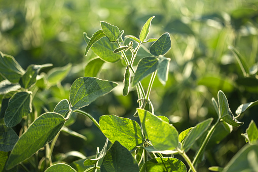 Close-up of soybean plants on an agricultural field.