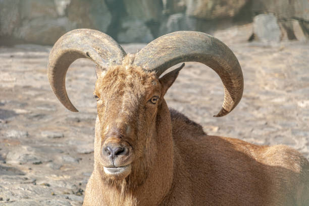 istock Barbary sheep with big horn 1418479711