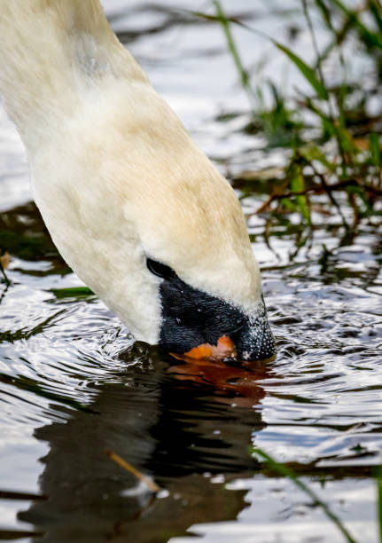 istock Swan Dipping the Beak 1418481366