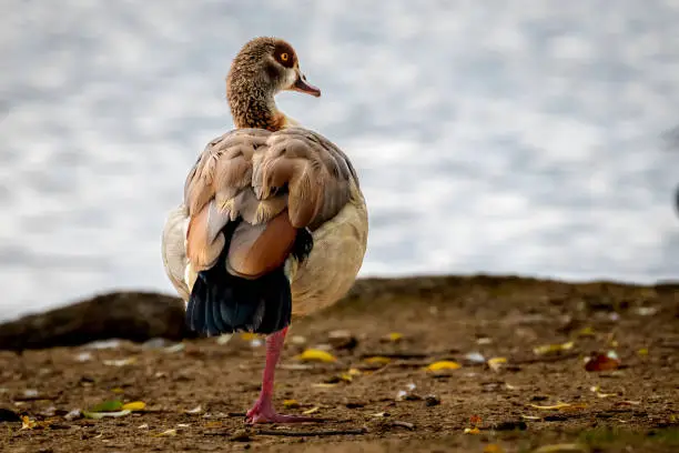 Egyptian Goose standing on One Leg by the Shore