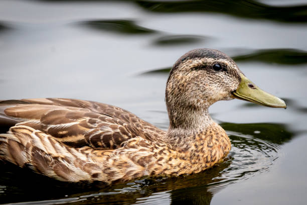 istock The Female Mallard 1418481516