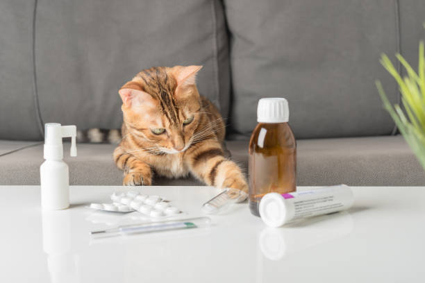 istock A cat with a cold or flu sits on a sofa near a table with medicines. 1418481680