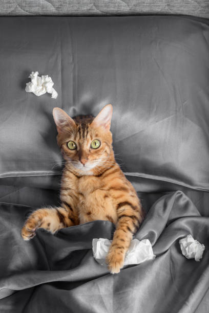 un chat avec un mouchoir d’un rhume dans les pattes. - illness domestic cat headache animal photos et images de collection