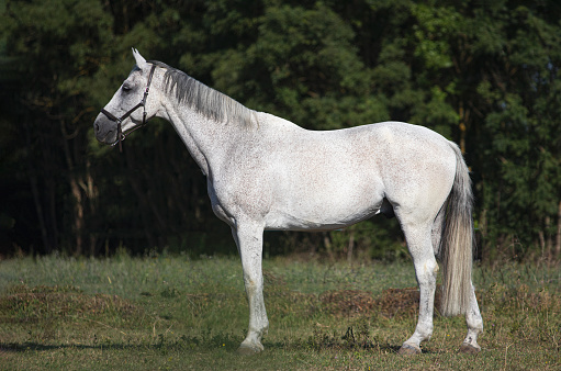 Fleabitten dutch warmblood horse standing in pasture, no tack, side view.