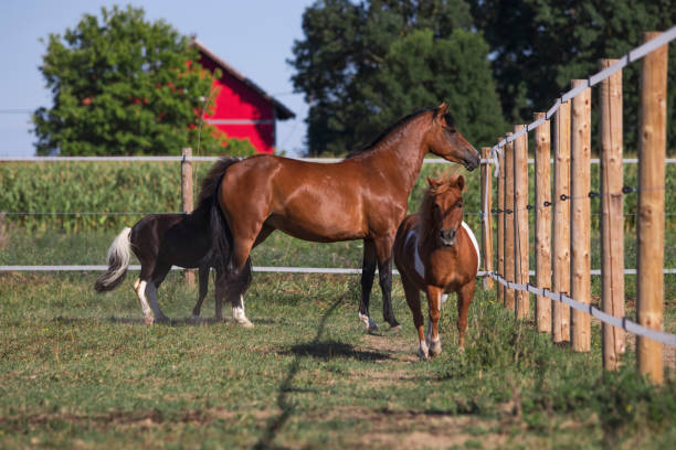 istock Domestic horse herd 1418483093