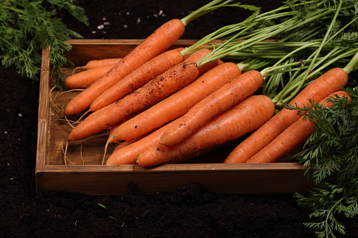 A bunch of carrots in a tray on soil. High resolution image 45Mp taken with Canon EOS R5 and associate macro lens