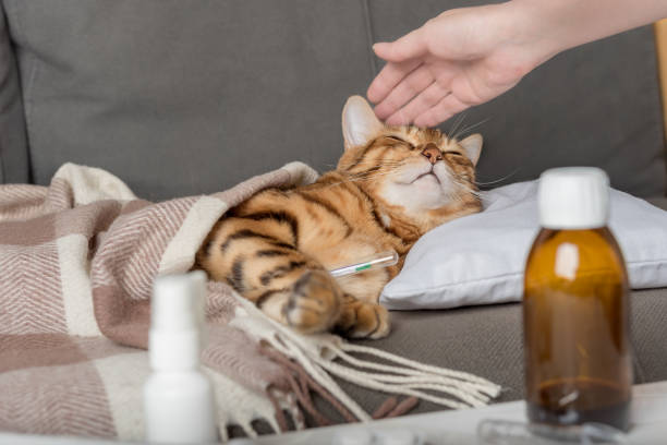 un chat malade est allongé sur le canapé, enveloppé dans une couverture. chat du bengale avec des symptômes de grippe ou de rhume traité à la maison. - illness domestic cat headache animal photos et images de collection