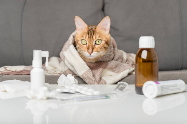 gato enfermo en el sofá, envuelto en una manta. un gato joven con síntomas de gripe o coronovirus que está siendo tratado en casa. - sniffles fotografías e imágenes de stock